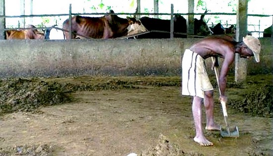 Recupération de fumier de vache © H. Ramahefarison
